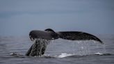 Temporada de ballenas en Colombia: dónde y cuándo se puede disfrutar del espectáculo natural