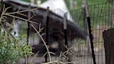 Escambia Animal Control officers remove a whopping 608 pigs from a Cantonment property