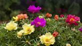 How to Grow and Care for Portulaca for Colorful Blooms All Season Long