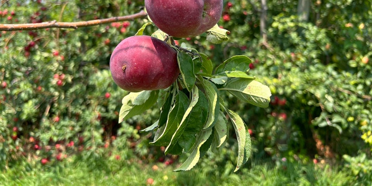 Months of harsh weather means fruit prices at Missouri orchards could be higher this fall