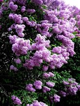 Loving Lilacs.... | Lilac gardening, Lilac bushes, Lilac tree