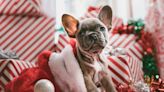 Thinking of gifting someone a pet this holiday season? Here's what you need to know