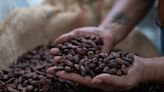 Swiss Chocolatier Invests in Cocoa Farming as Supply Crunch Bites