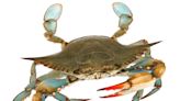 Fishing Report: The Florida blue crab is a summertime treat for some, bait for others