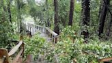 Tropical Storm Debby slams popular Port Royal rookery. Here’s how the birds fared