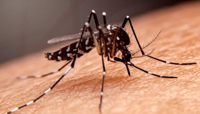 Rise in dengue cases: BJP leader urges govt to declare 'emergency situation' in Karnataka