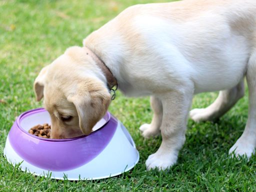 Lab-grown pet food to hit UK shelves as regulators approve cultivated meat