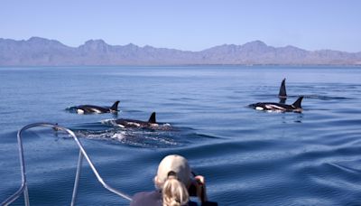 ¿Ballenas asesinas?: Un panorama blanco y negro | El Universal