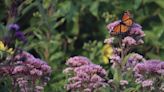 Novice gardener asks for help after discovering black spots on their plants: ‘I would be worried if it wasn’t for the predators’