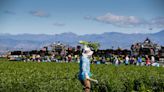 La defensa de los derechos de trabajadores migrantes en Estados Unidos toma fuerza