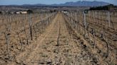 El Gobierno facilitará a los productores de cava acceder a uva no calificada para paliar los efectos de la sequía, que ya afecta al empleo con el ERTE de Freixenet