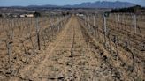 La verdad climática está en el vino