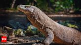 Why Komodo Dragons have iron coating on their tooth - Times of India