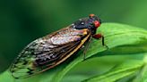 A New App Can Help You Track Cicada Sightings | 103.5 KISS FM | Showbiz Shelly