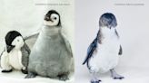 Vote for San Diego’s Pearl & Meatloaf in international March of the Penguin Madness Tournament