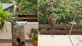 Monkey seen washing hand in outdoor basin of Hougang estate, turns tap off after