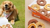 Krispy Kreme en Chula Vista tendrá donas “Pup'kin Spice” para tu lomito
