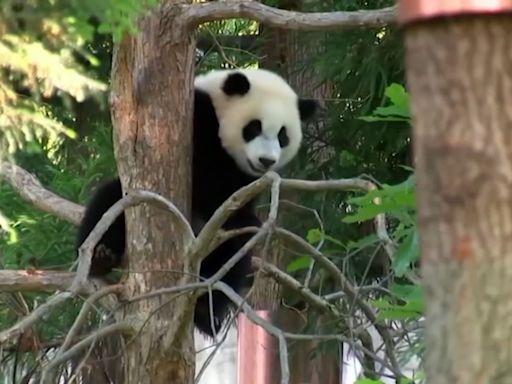 SF Zoo gears up for giant pandas as it plans for multi-million dollar facility