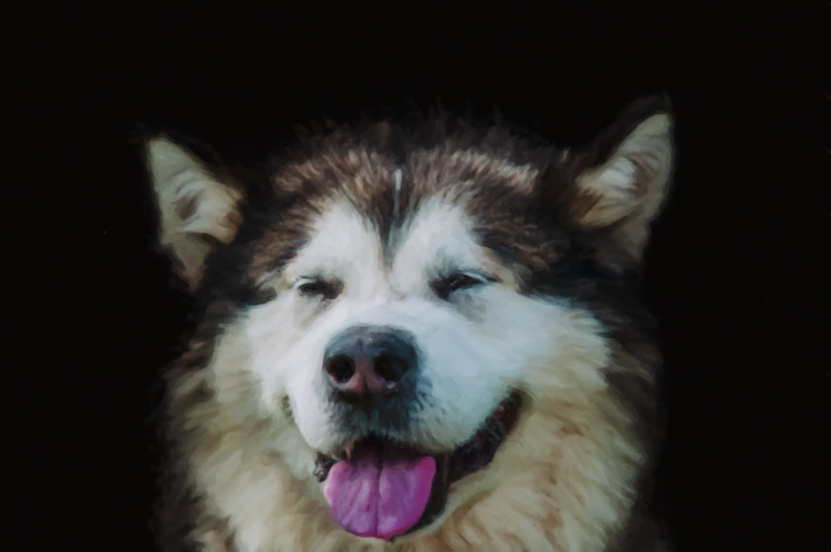 Silly Malamute Tries to Snuggle Mom but Gets More Than He Bargained For