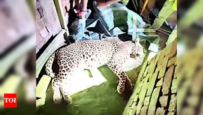 Leopard rescued from brick kiln in Rajkot | Rajkot News - Times of India