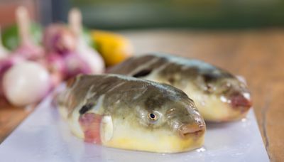 How The Poisonous Pufferfish Became A Delicacy (And The Deadly Mishaps That Followed)