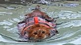 Rescue Cat Nicknamed 'Thicken Nugget' Takes Up Swimming to Help Him Shed Extra Weight