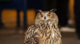 Escaped owl from Central Park Zoo eludes rescue after mesh of exhibit was cut