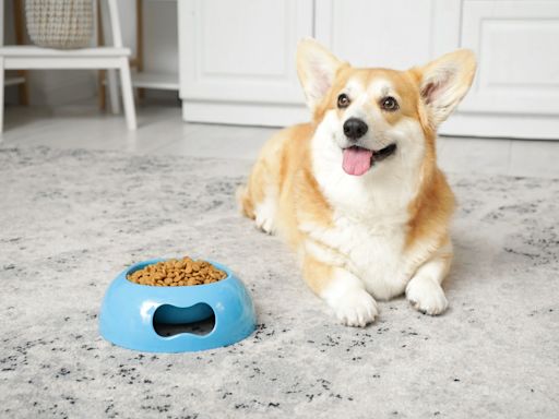 Corgi Dad Hilariously Shows the Difference Between How His Dog and Cat Ask for Dinner