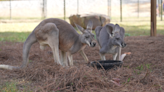 Gadsden fifth-graders name kangaroos at Noccalula Falls petting zoo