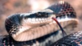 Snakes Cause 'Unprecedented' Power Outages in Tenn. by Repeatedly Sneaking into a Substation