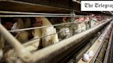 US probes nearly 70 suspected human cases of H5N1 bird flu