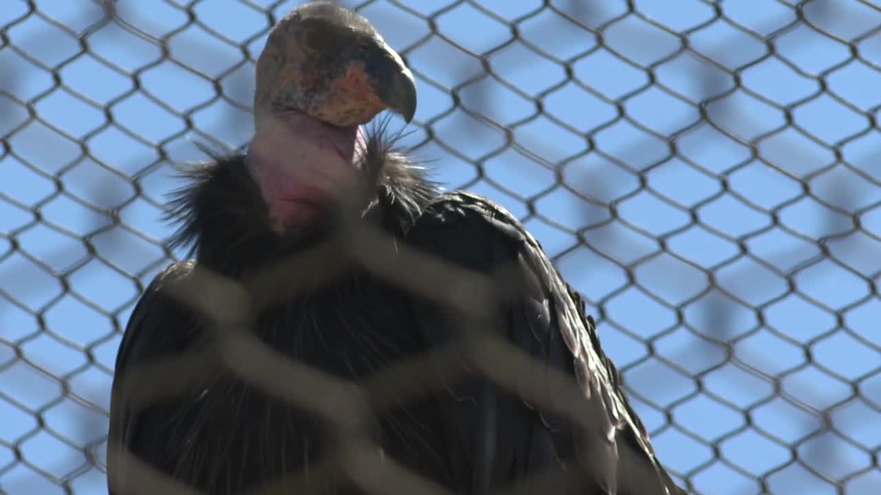 Bird flu is taking a huge toll on the recovery of the California Condor in the wild.