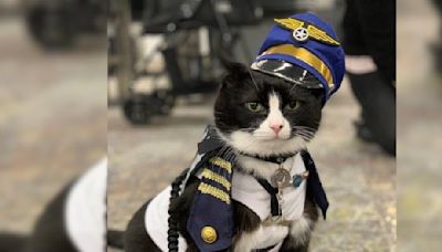 Airport Hires Fluffy Professional To Help Ease Travelers’ Anxiety