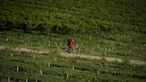 Chefs mourn for B.C.'s peaches but adapt to stone fruit wipeout