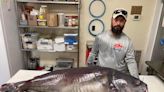 Tennessee angler catches 118-pound catfish, which breaks state record pending verification