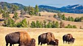 A buffalo was shot to death after injuring a Kansas deputy Sunday. Its owner was then found dead.