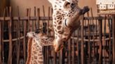 A baby Masai giraffe just arrived at the Houston Zoo