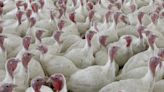 USDA moves to limit salmonella in raw poultry products