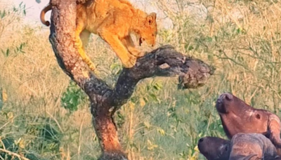 Lion Cub's Hair-Raising Escape From Buffalo Stampede Captured On Camera