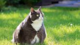 Dedicated Cat Adopter Helps Obese Rescue Feline Size Down on the Chonk Chart