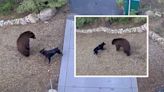 Increíble: video capta el encuentro entre un oso y un perro
