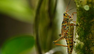 I Just Learned You Can Turn A Grasshopper Into A Locust By Tickling It, And I Wish I Was Kidding