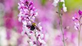 Here's the Secret to Getting Rid of Carpenter Bees