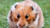 A TikToker says she's accrued $1,129 in vet bills to treat her $20 hamster. Commenters are debating whether they'd do the same.