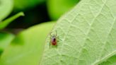 Tick-borne encephalitis virus in the UK – what it is and how to protect yourself