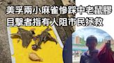 美孚兩小麻雀慘踩中老鼠膠 目擊者指有人阻市民拯救 - 香港動物報 Hong Kong Animal Post