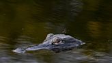 Alligator attacks man swimming in Florida lake