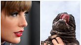 Swifties are taking their love to the next level by spinning their animals to Taylor Swift's 'August' and capturing their terrified reactions on camera