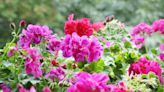 How to Deadhead Geraniums for Healthy, Beautiful Flowers All Summer