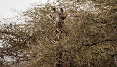 Au Kenya, des girafes «émissaires de la paix» rapprochent deux communautés rivales